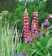 Lupine