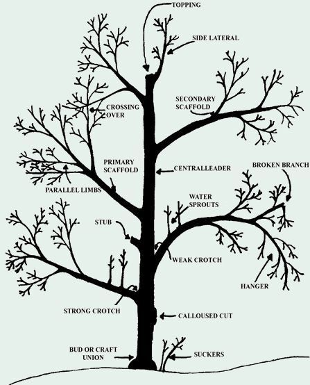 The best time to prune fruit trees is in late winter or early spring (March 