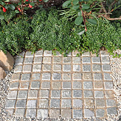 Retaining Wall or Patio with Plants