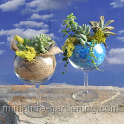 Miniature Gardening Top Ten Container Ideas