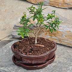 Miniature Gardening Dwarf Pomegranate Bonsai Tree