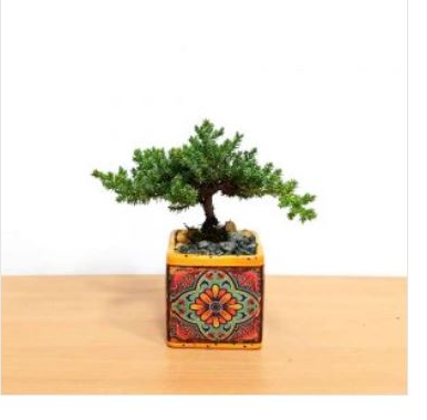 Bonsai Tree in Planter