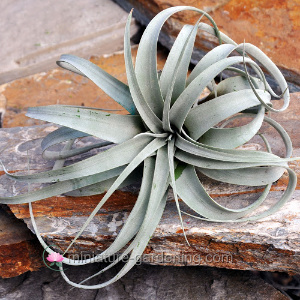 Air Plant Miniature Gardening