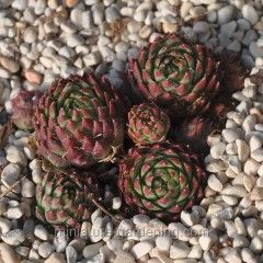 Hens and chicks 