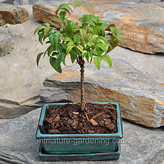 Miniature Gardening Zen Garden