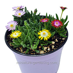 Delosperma HotCakes