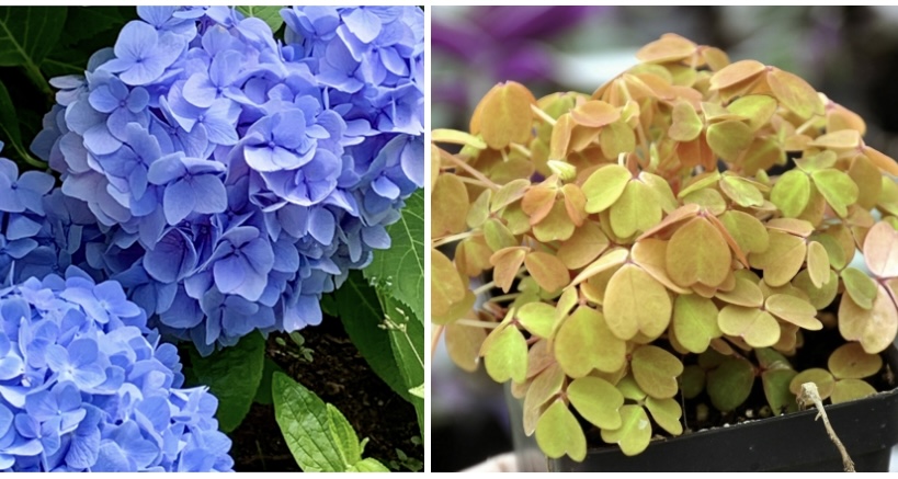 Hydrangea and Oxalis, not to scale