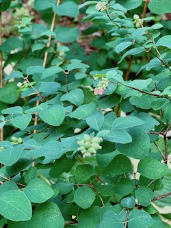 Symphoricarpos in August