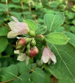 Symphoricarpos in July