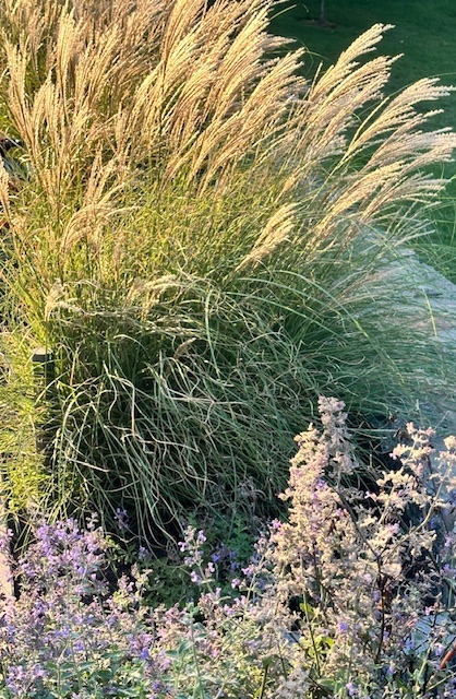 Silvergrass
