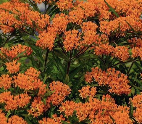 Asclepias tuberosa Blooms Asclepias tuberosa Blooms