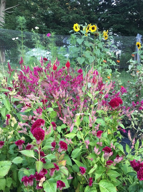 Cutting Garden
