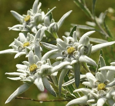Edelweiss