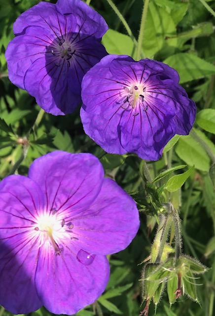 Hardy Geranium, Up Close