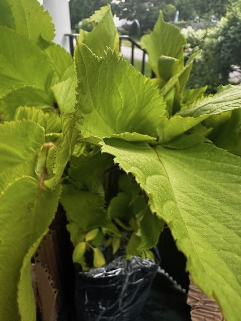 Sizable Spikenard Sizable Spikenard
