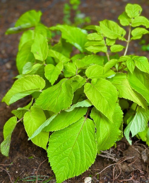 Spikenard in Ground Spikenard in Ground