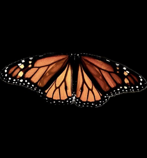 Monarch on Ebony Background Monarch on Ebony Background