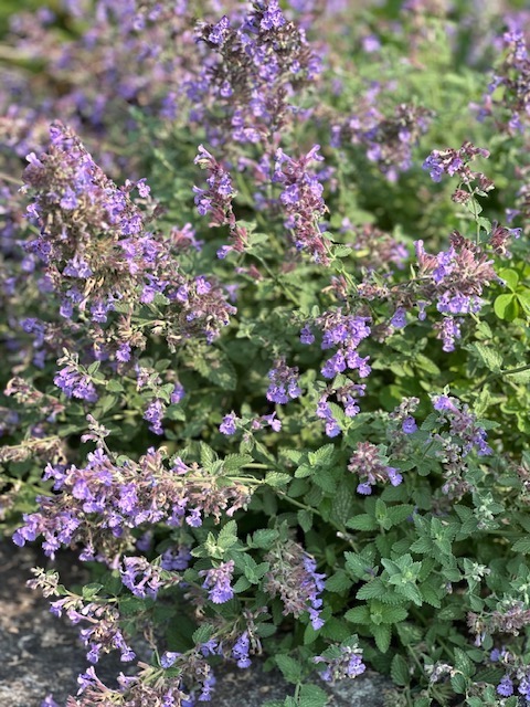 Catmint