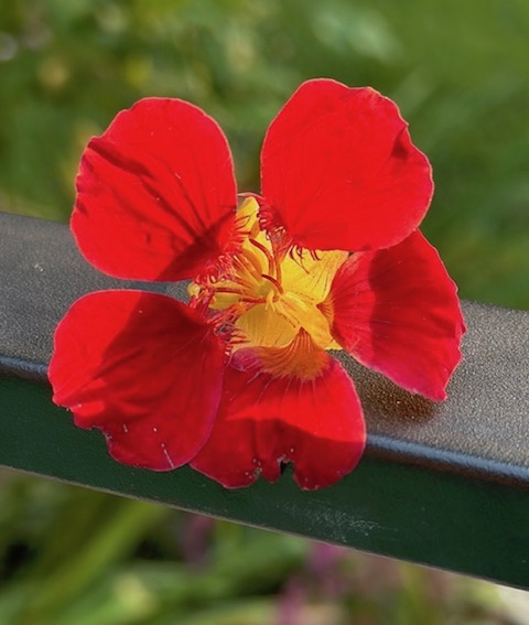 Nasturtium Bloom Nasturtium Bloom