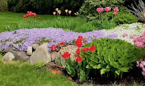 Phlox subulata "carpet"