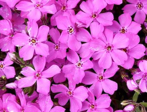 Phlox subulata 'Emerald Pink'