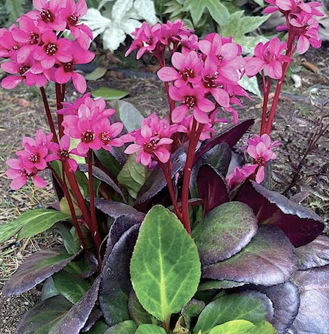 'Early Brilliance Magenta' Pigsqueak 'Early Brilliance Magenta' Pigsqueak