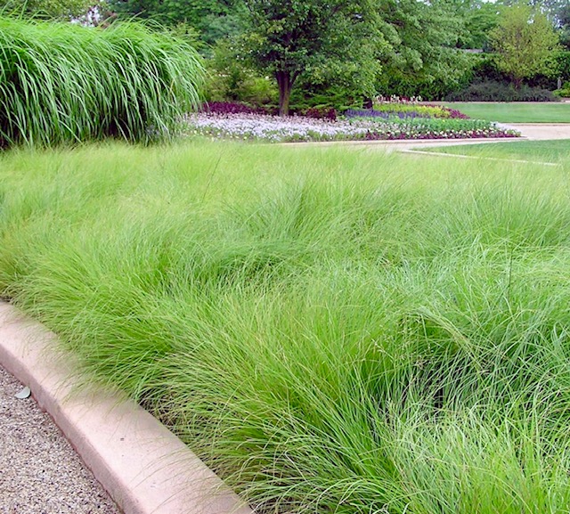 Prairie Dropseed