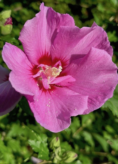 Rose of Sharon