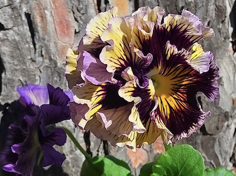 Sato Pansies Sato Pansies