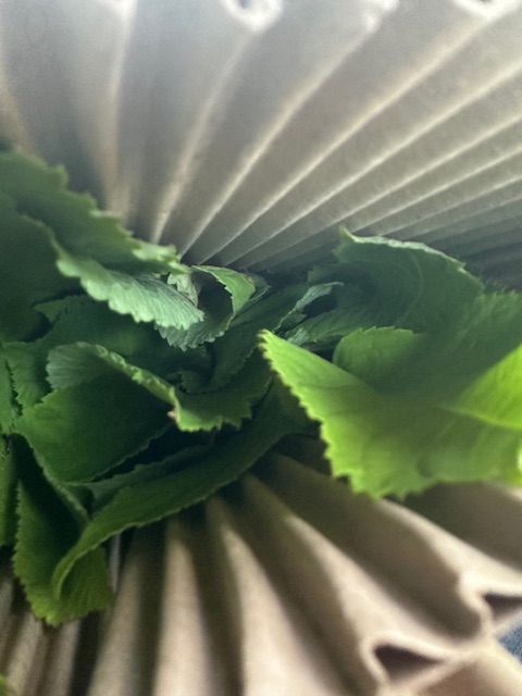 Spikenard in Sleeve Spikenard in Sleeve