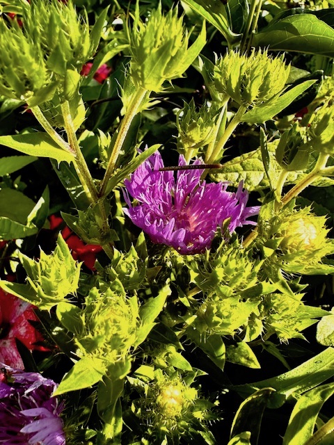 Stokes' Aster Buds Stokes' Aster Buds