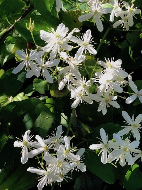 Sweet Autumn Clematis