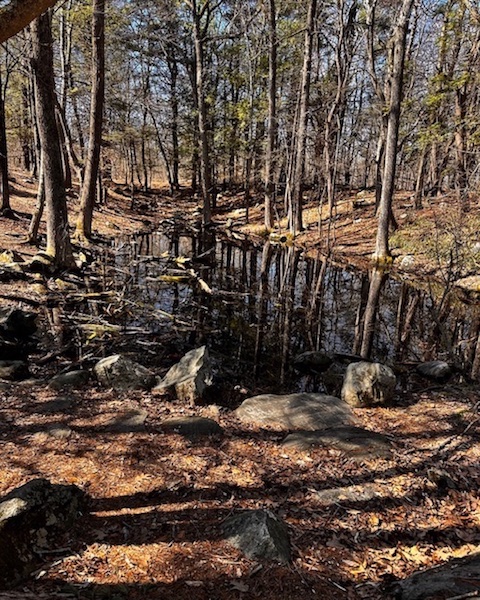 Vernal Pool