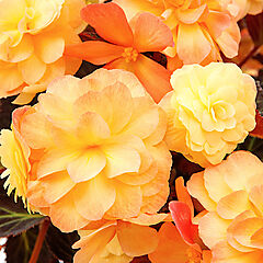 Begonia, iCandy Sunset