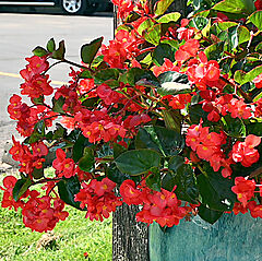 Begonia, Surefire Cascade Red