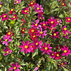 Bidens, Bee Pink Buzz