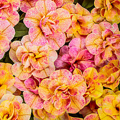 Calibrachoa, Magic Double Grapefruit, Millionbells