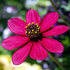 Cosmos, Cherry Chocolate