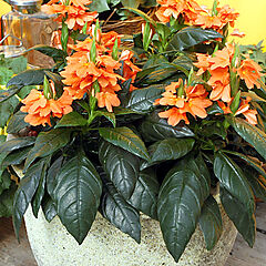 Crossandra, Orange Marmalade, Firecracker Flower
