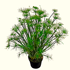 Cyperus, Cleopatra