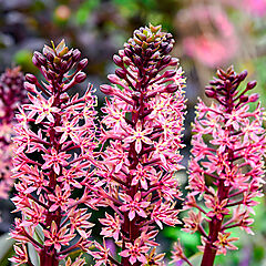 Eucomis, Purple Reign, Pineapple Lily