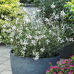 Gaura, Walbertons Silver Fountain