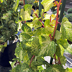 Hedera, Tropical Blizzard Ivy