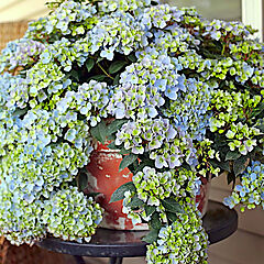 Hydrangea, Fairytrail Fresco
