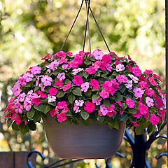 Impatiens, Beacon Otway Mix, Busy Lizzy, Patience Plant