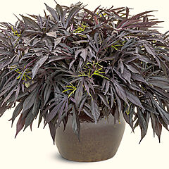 Ipomoea, Medusa Black, Sweet Potato Vine