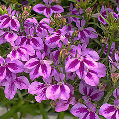 Lobelia, Firefly Pink