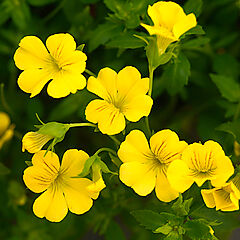 Mecardonia, Magic Carpet