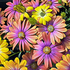 Osteospermum, Besties Dynamic Bicolor