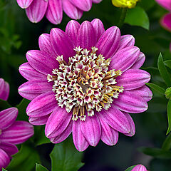 Osteospermum, 4d Pink Lemonade